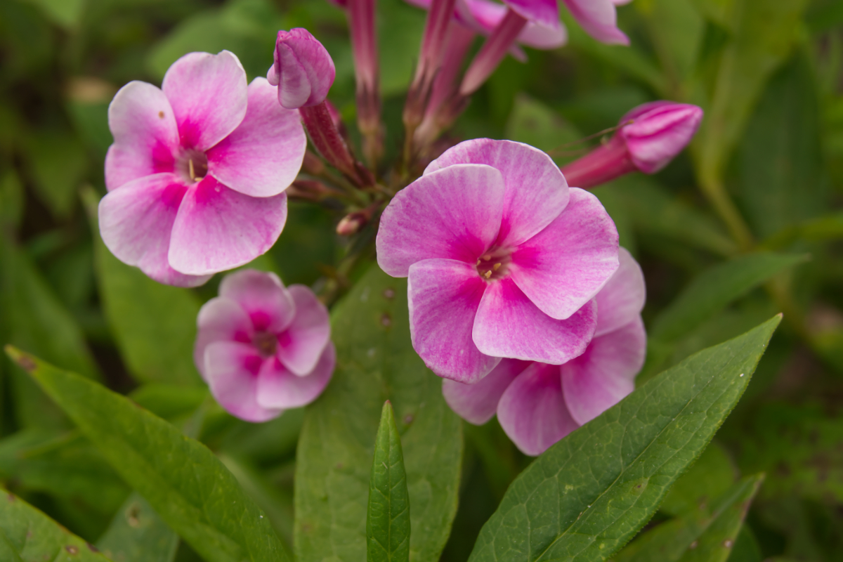 Phlox Paniculata-Hybr. 'Apanatschi' (ehemals amplifolia)