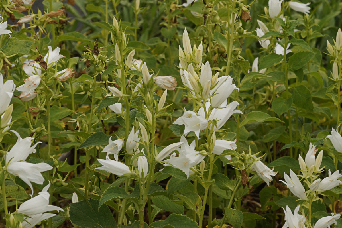 Campanula lat. macrantha 'Alba'