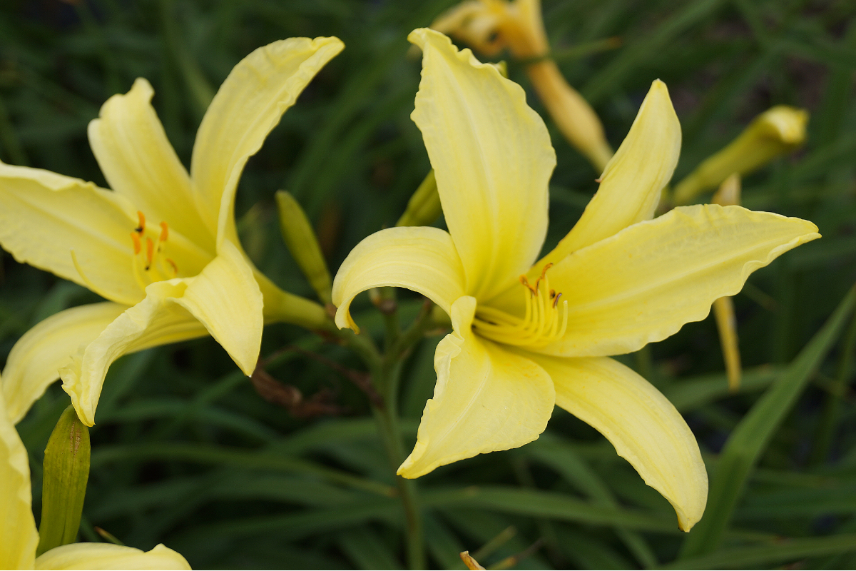Hemerocallis Hybride 'Atlas'