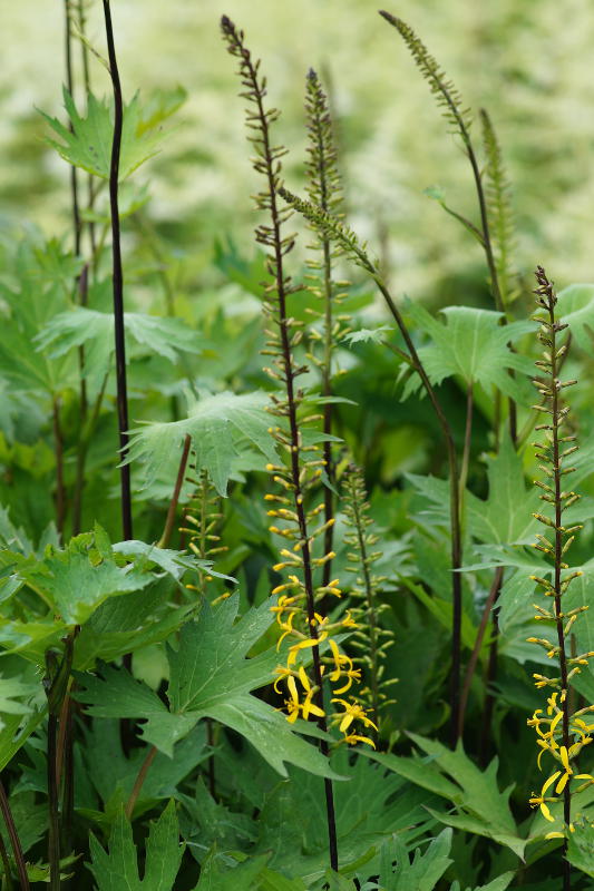 Ligularia przewalskii - Kreuzkraut, Goldkolben, Greiskraut