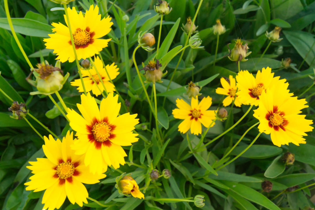 Coreopsis lanceolata 'Sterntaler'