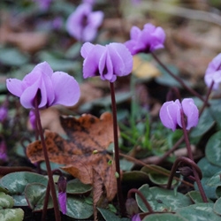 Herbstalpenveilchen - Cyclamen hederifolium