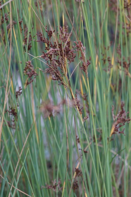 Juncus inflexus (glaucus)