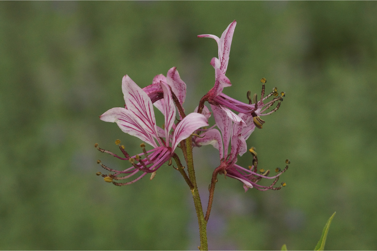 Dictamnus albus - Brennender Busch, Diptam