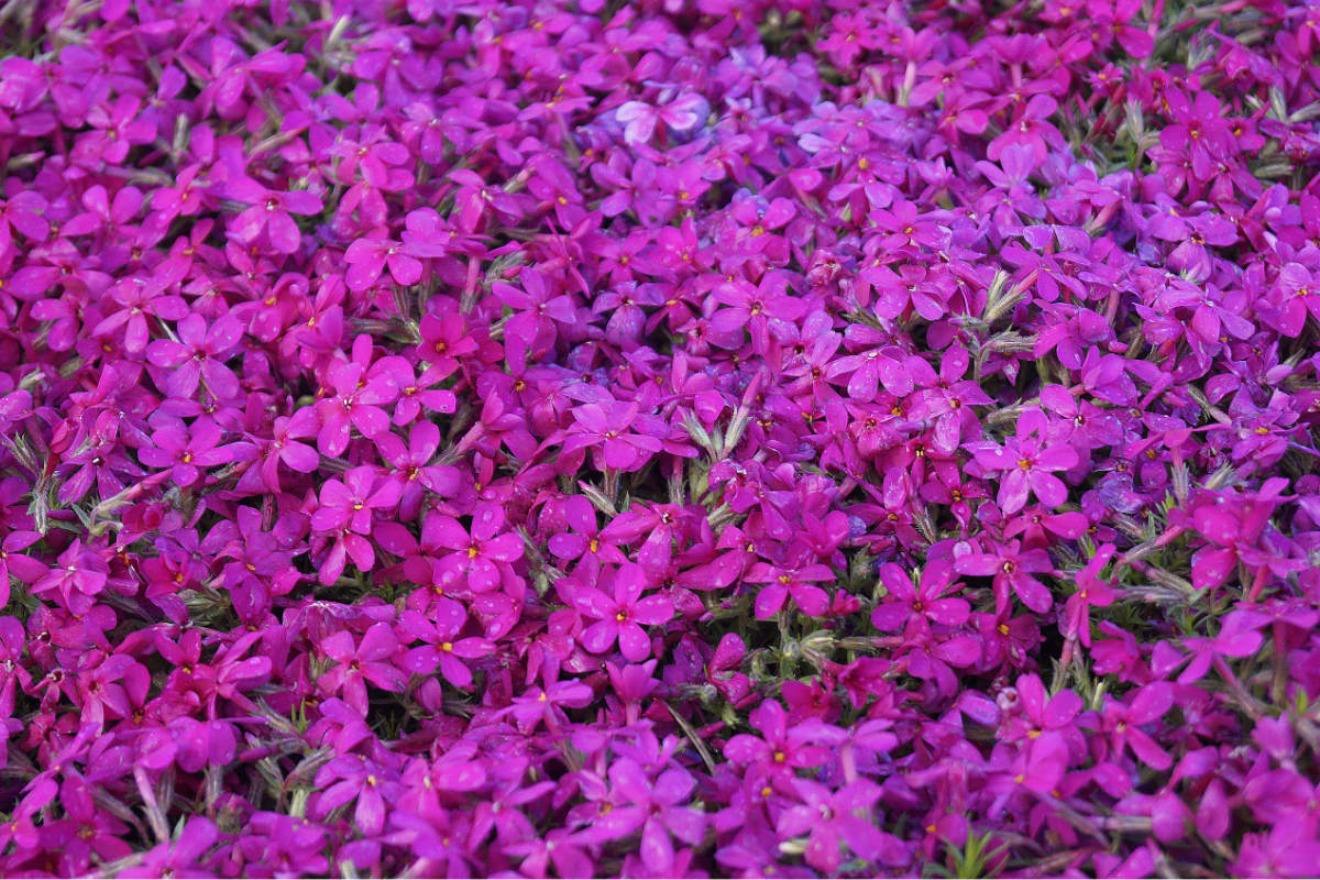 Phlox Douglasii-Hybr. 'Crackerjack'