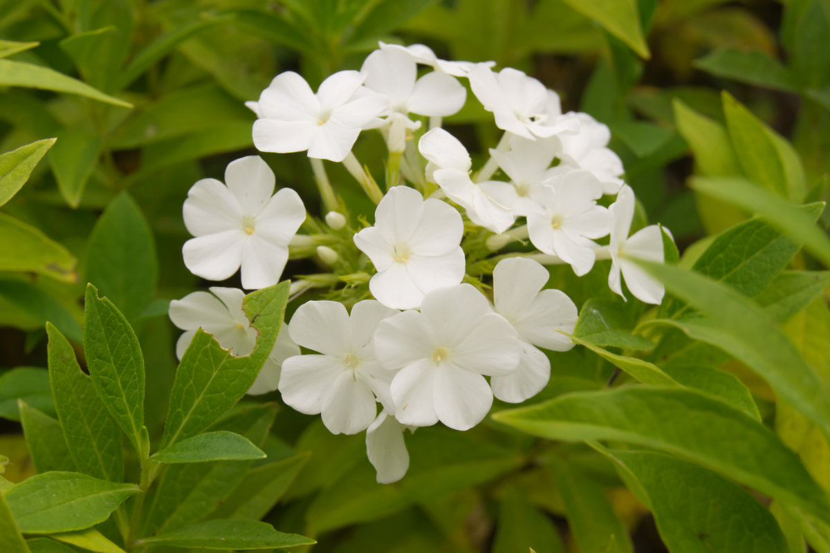 Phlox Paniculata-Hybr. 'Weiße Wolke' (ehemals amplifolia)