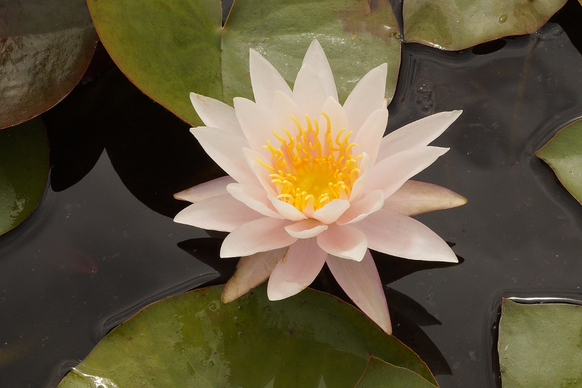 Nymphaea Hybride 'Schnuppe' - Seerose