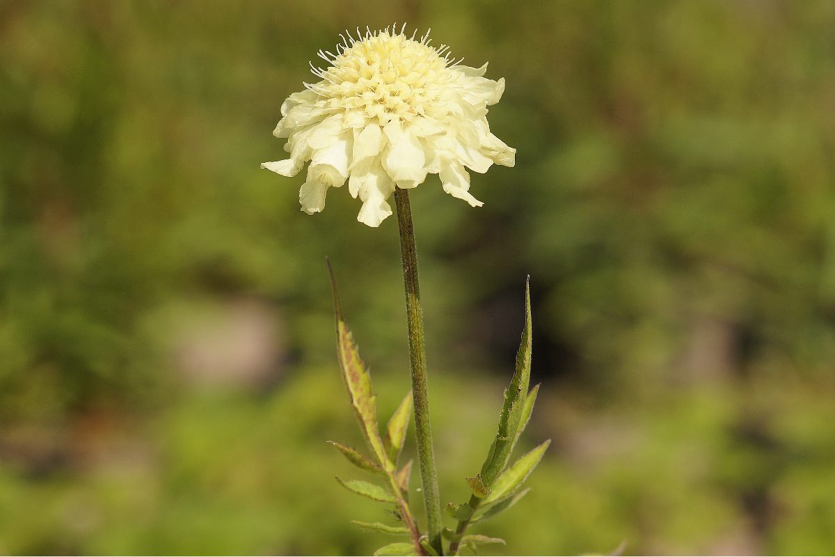 Cephalaria gigantea (tatarica)