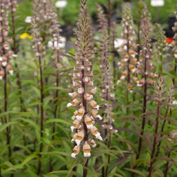 digitalis_lanata_2-250px.jpg