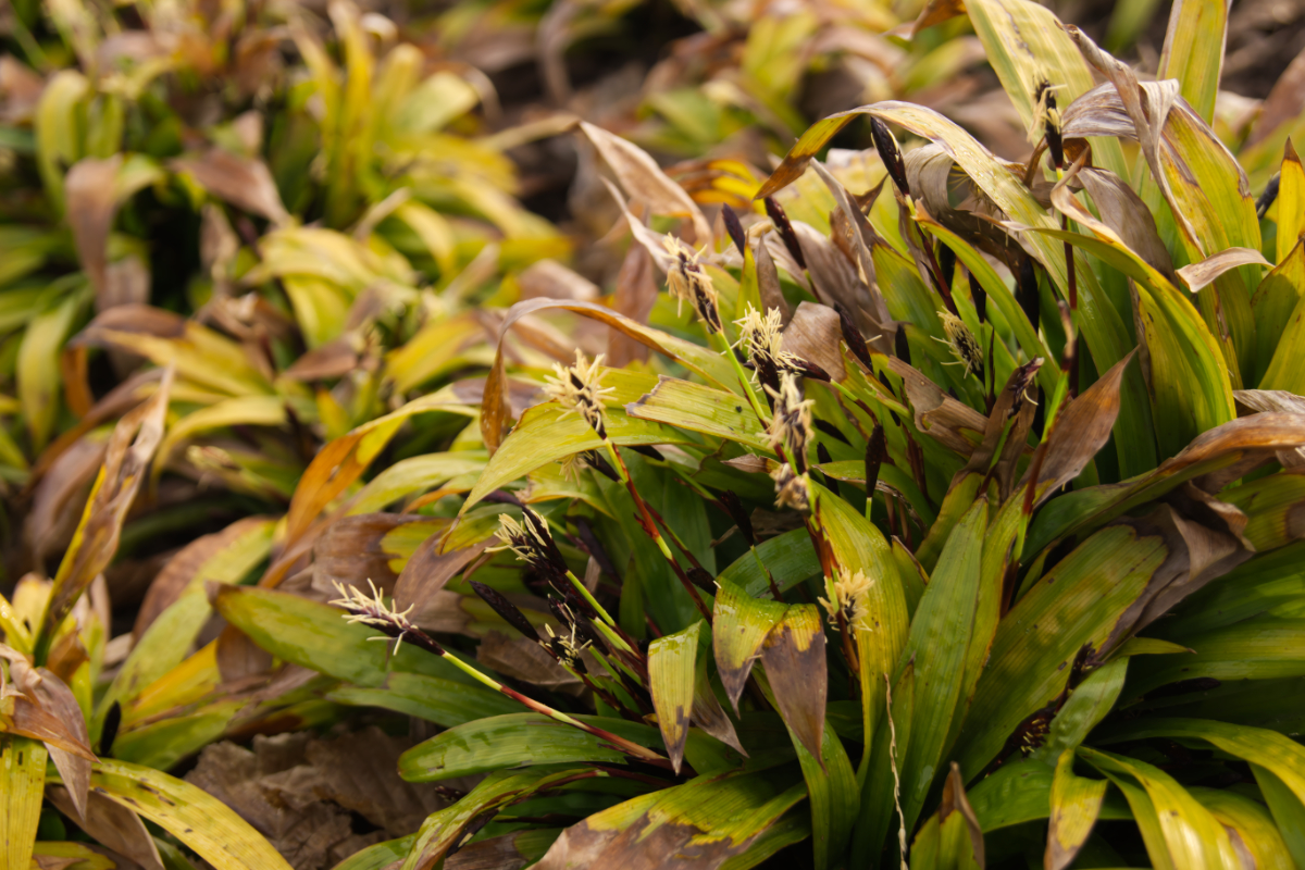 Carex plantaginea