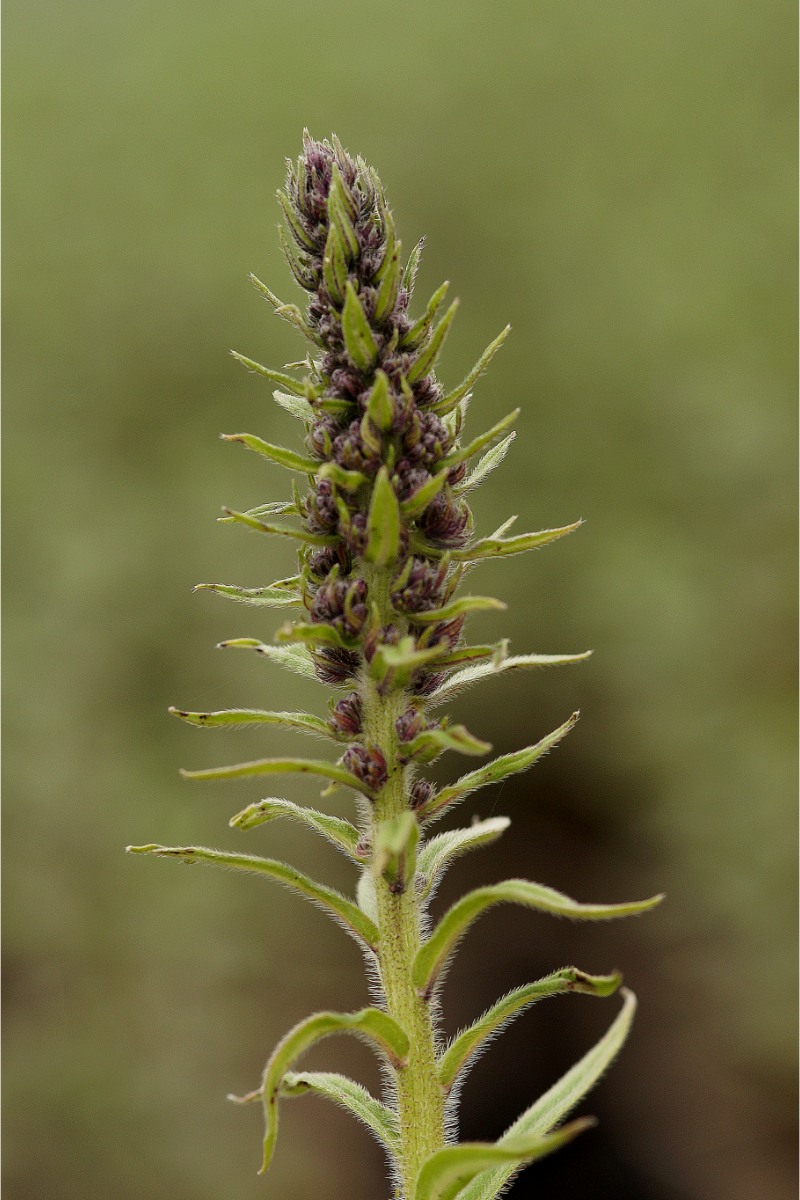 Echium russicum