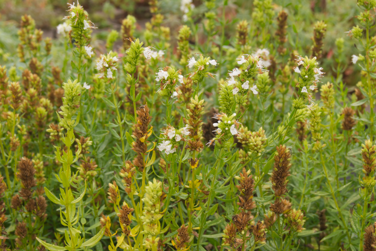 Hyssopus officinalis 'Alba'