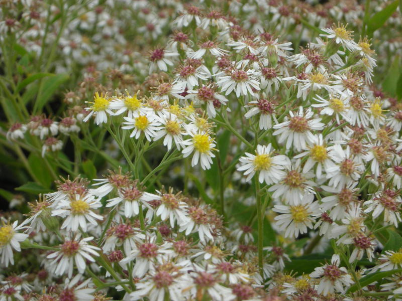 Aster glehnii 'Agleni'
