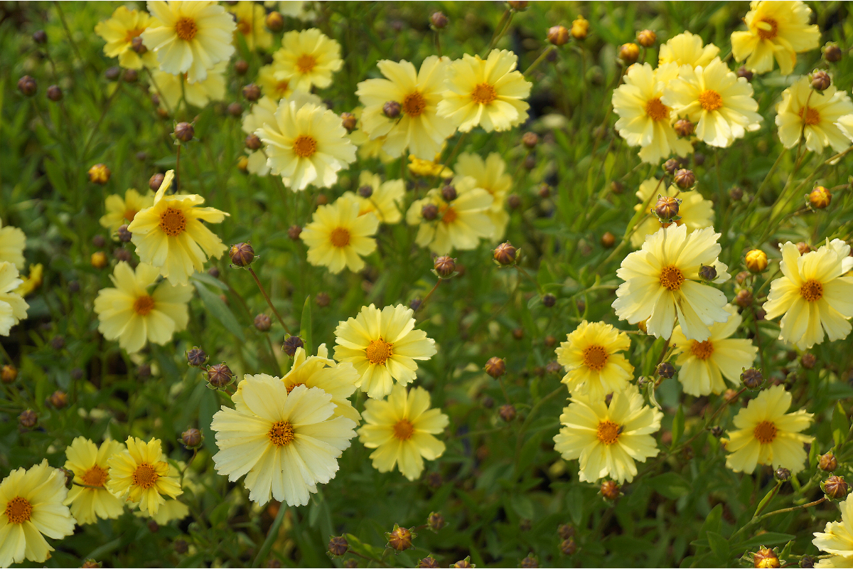 Coreopsis 'Full Moon' (R)