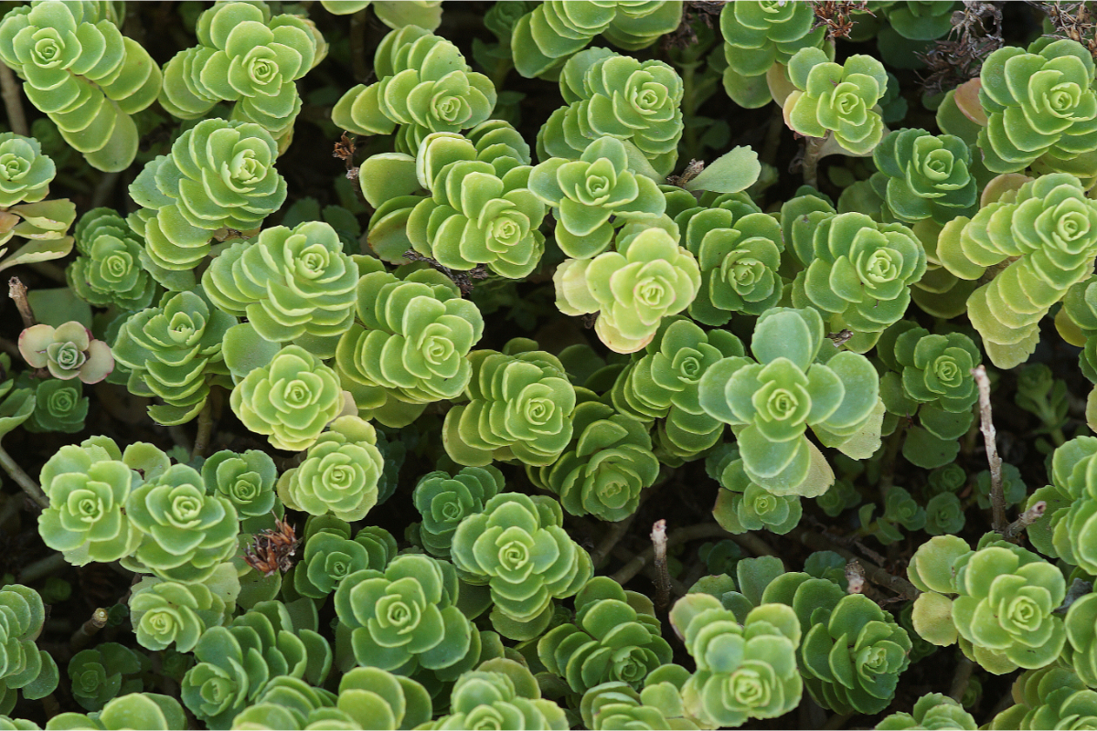 Sedum spurium 'Album Superbum' - Teppich-Fettblatt