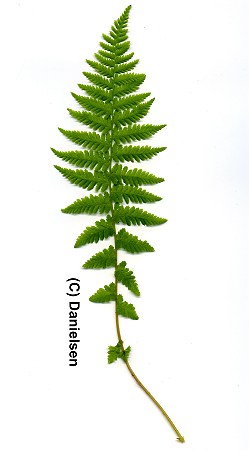 Athyrium filix-femina 'Minutissimum' veg. - Zwergfrauenfarn