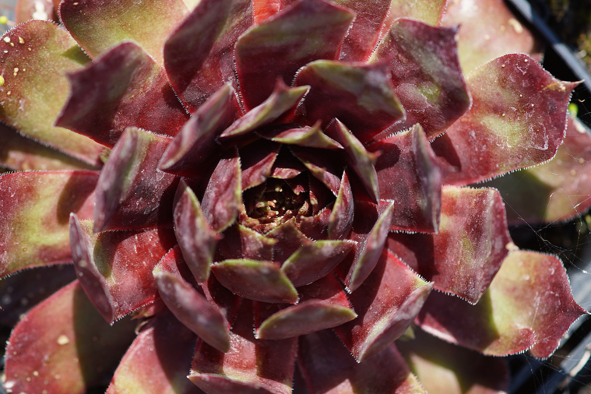 Sempervivum Hybride 'Red Cross' - Hauswurz, Steinrose