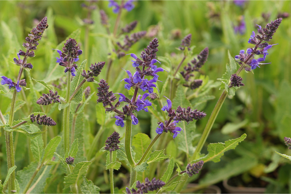 Salvia nemorosa 'Viola Klose' - Sommer-Gartensalbei