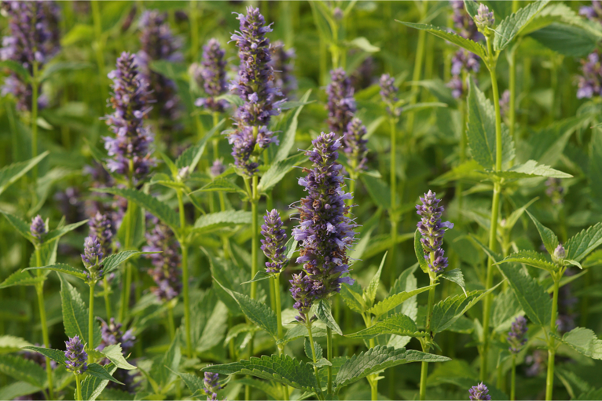 Agastache Rugosa-Hybr. 'Black Adder' - Duftnessel