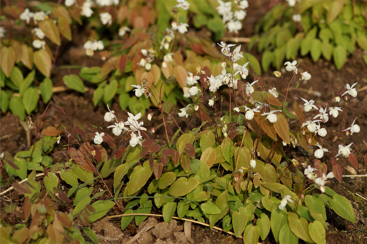 Epimedium x youngianum 'Niveum'