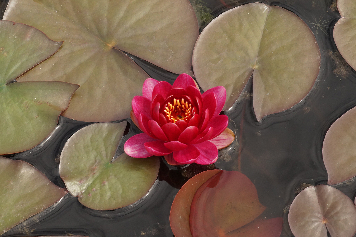 Nymphaea Hybride 'Perry's Baby Red'