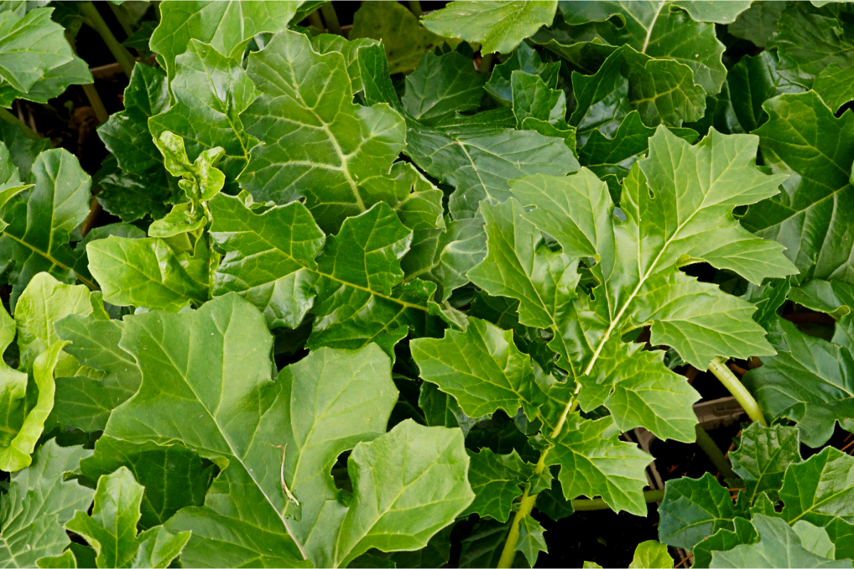 Acanthus mollis