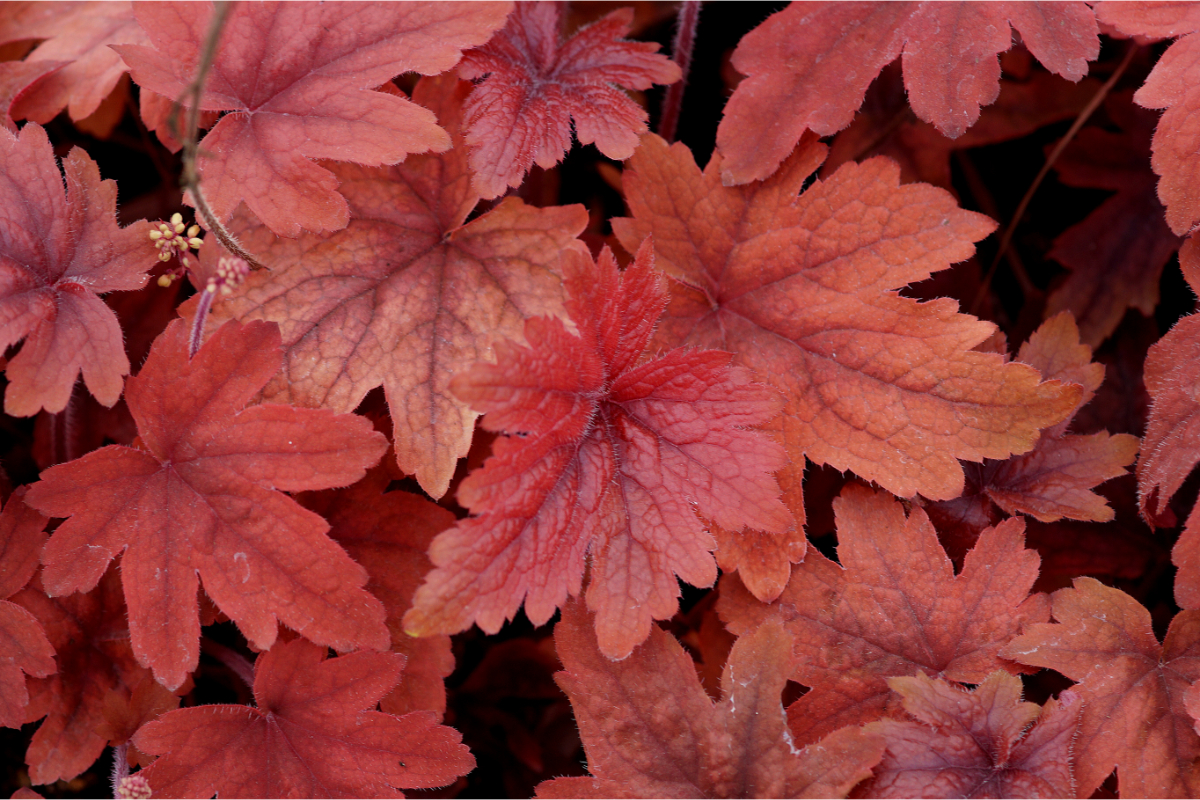 Heucherella Hybride 'Sweet Tea'