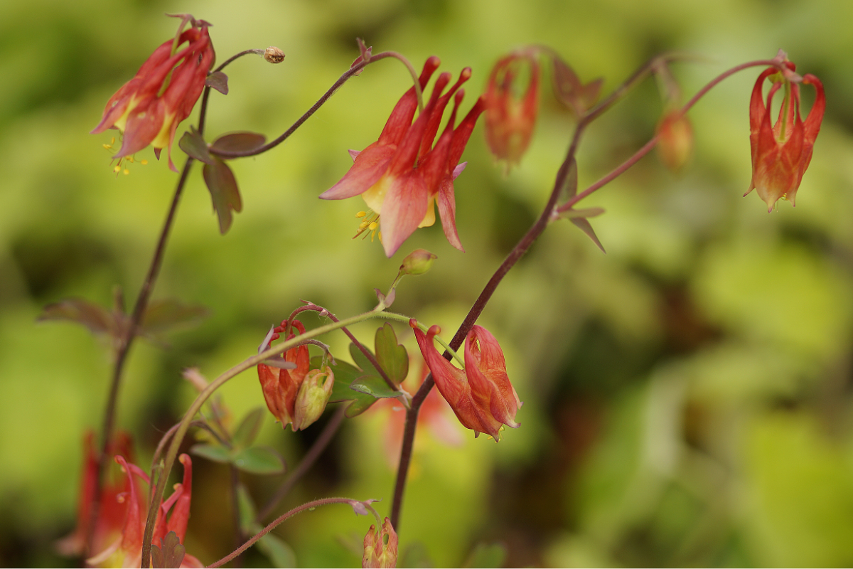 Aquilegia canadensis