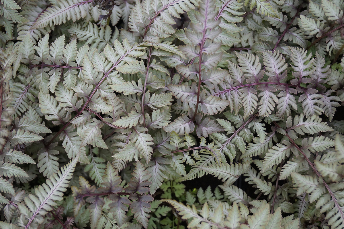 Athyrium niponicum 'Pewter Lace' mer.