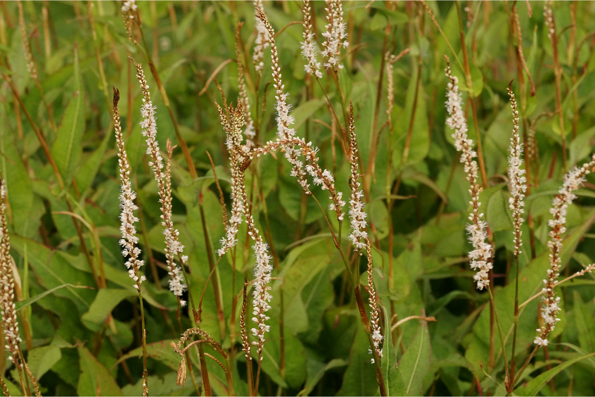 Bistorta amplexicaulis 'Album' - Kerzenknöterich