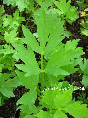Levisticum officinale - Liebstöckel, Maggikraut