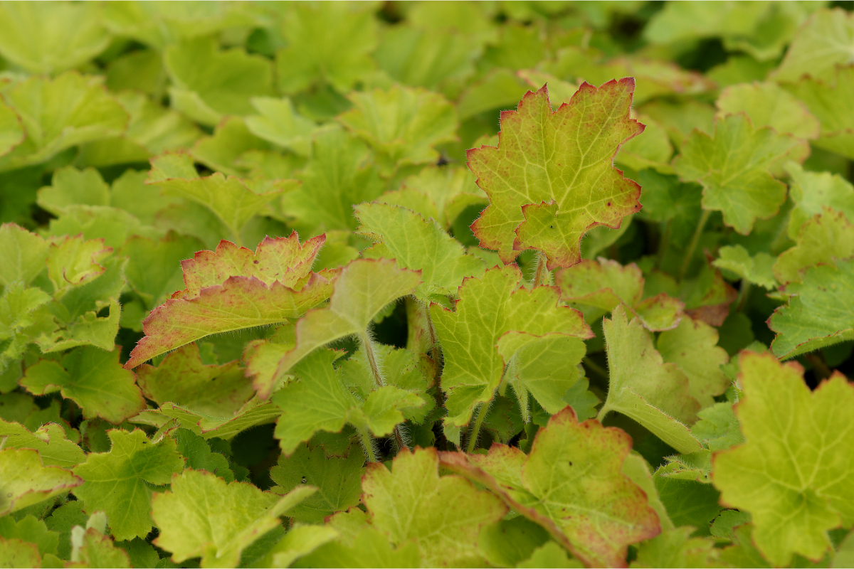 Heuchera villosa v.macrorrhiza - Purpurglöckchen