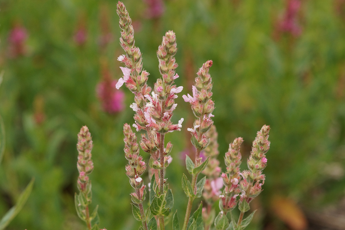 Lythrum salicaria 'Blush' - Blut-Weiderich