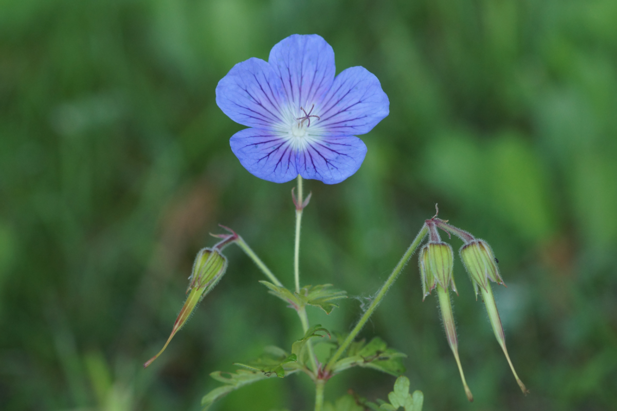Geranium pratense  'Johnson's Blue' - Johnson's-Storchschnabel