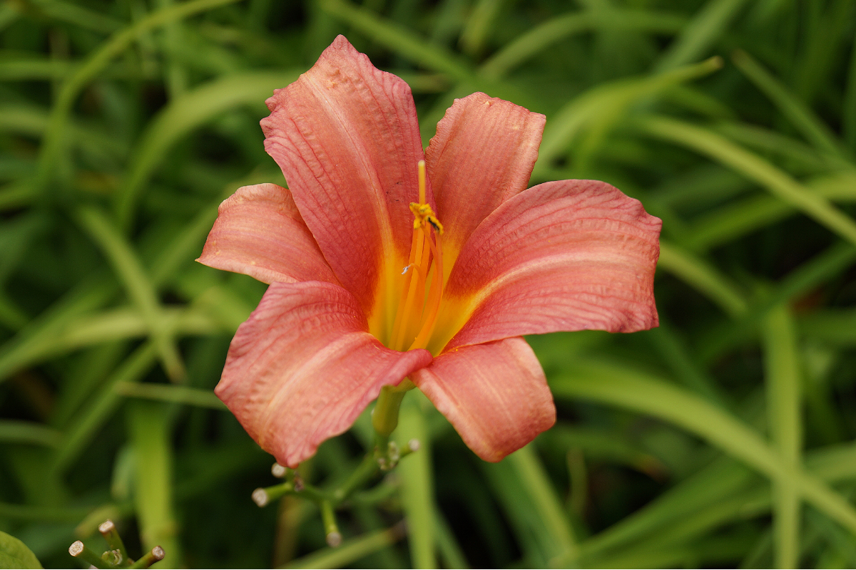 Hemerocallis Hybride 'Pink Damask'