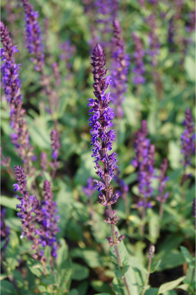 Salvia nemorosa 'Blauhügel'