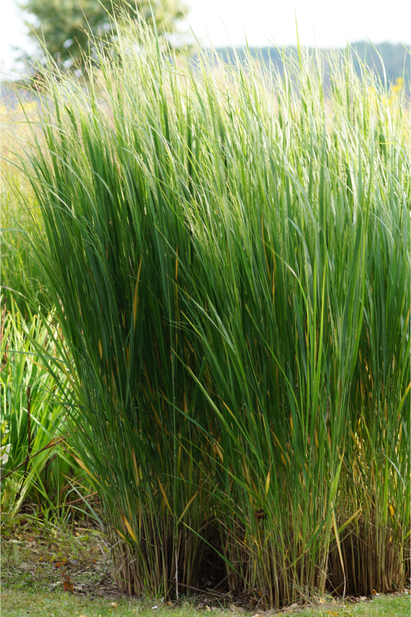 Panicum virgatum 'Northwind' - Rutenhirse