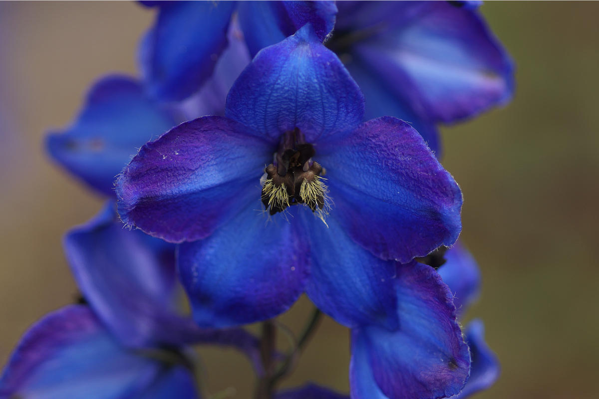Delphinium Elatum-Hybr. 'Waldenburg'