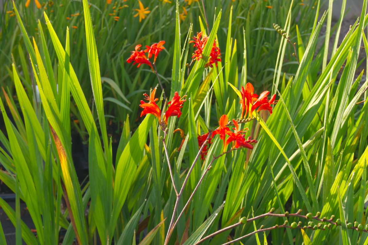 Crocosmia masoniorum 'Lucifer'