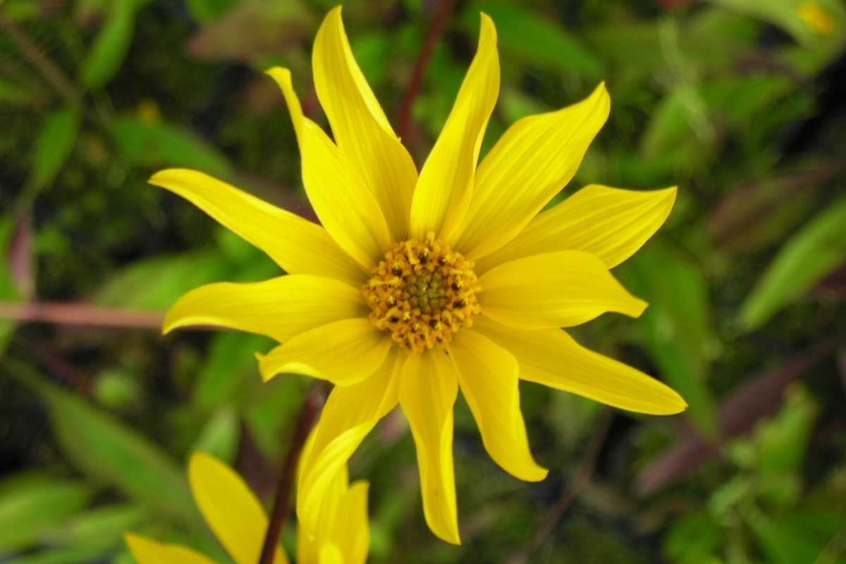 Helianthus occidentalis - Kleine Sonnenblume, Westliche Sonnenblume