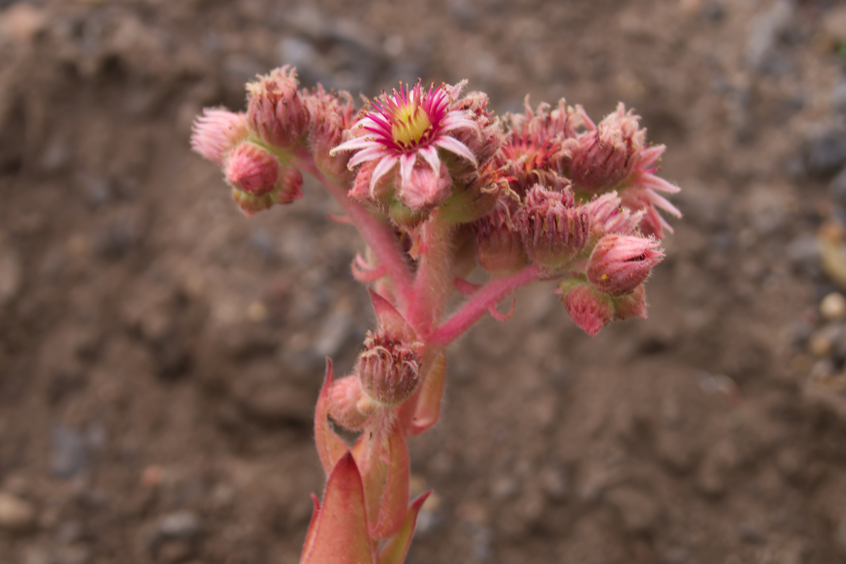 Sempervivum tectorum