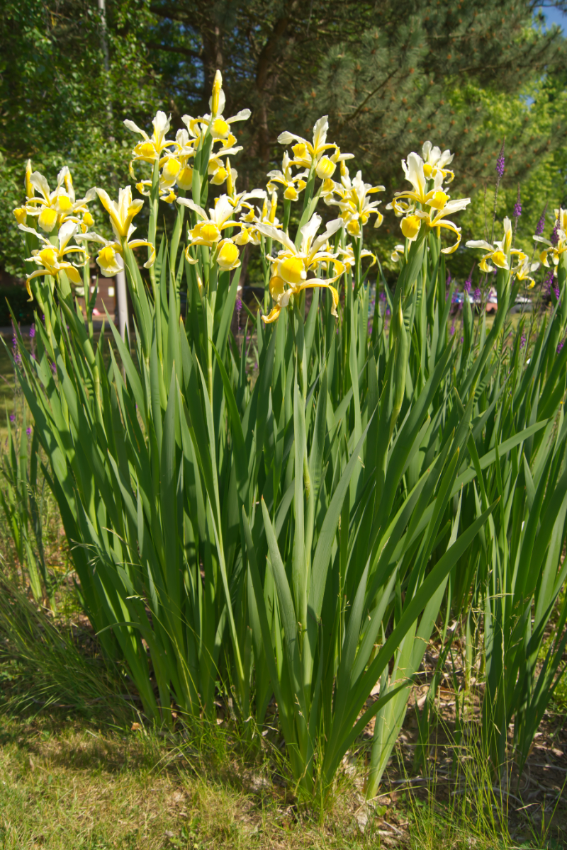 Iris orientalis (ochroleuca) 'Gigantea'