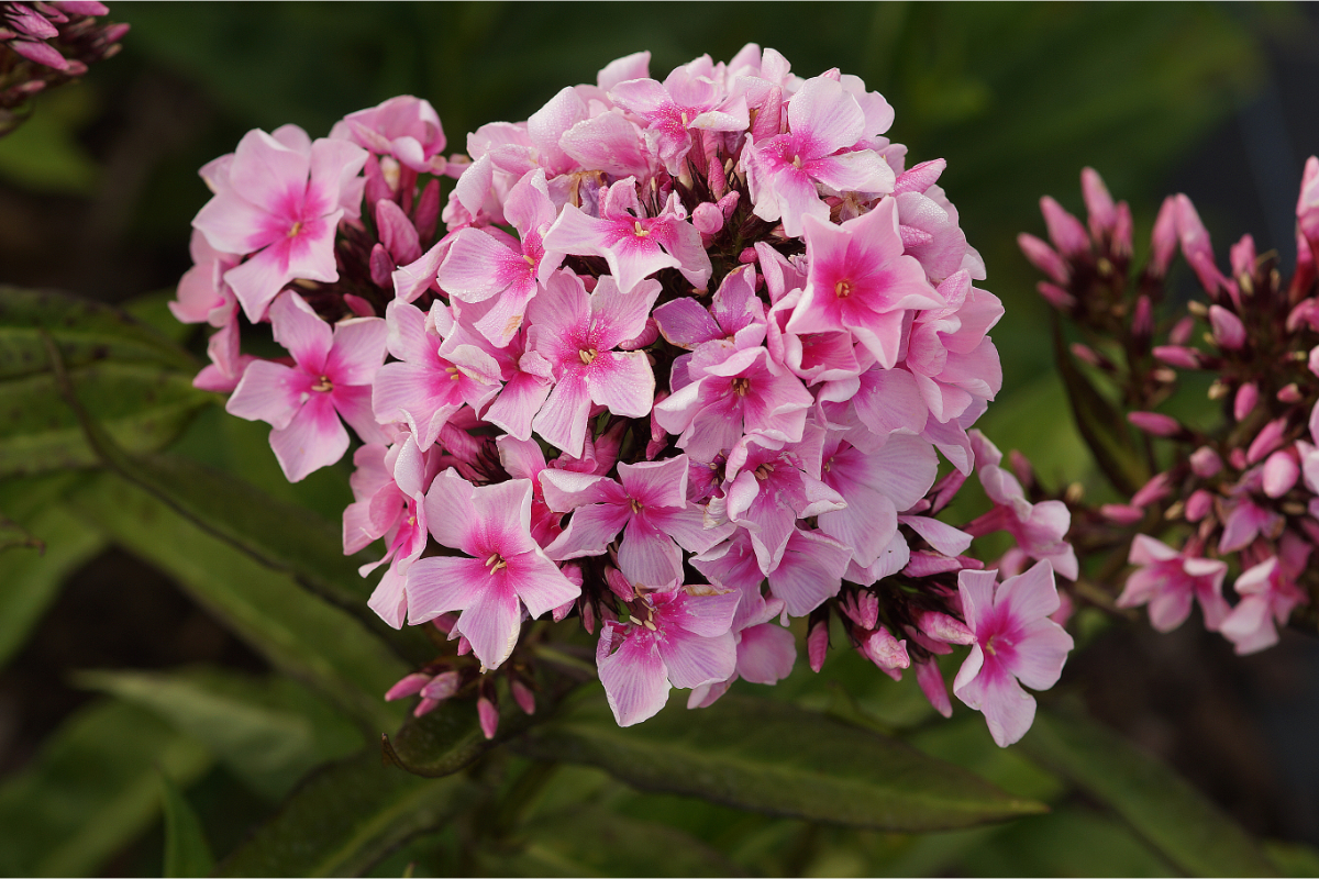 Phlox Paniculata-Hybr. 'Bright Eyes' - Hohe Flammenblume
