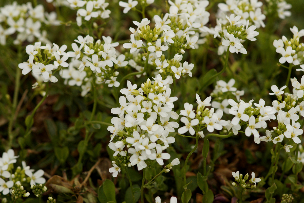 Arabis procurrens 'Filigran' - Gänsekresse
