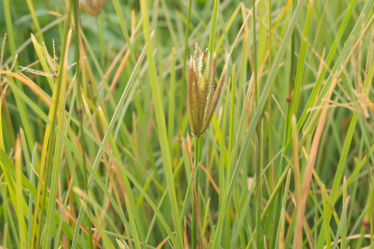 Chloris subdolichostachya