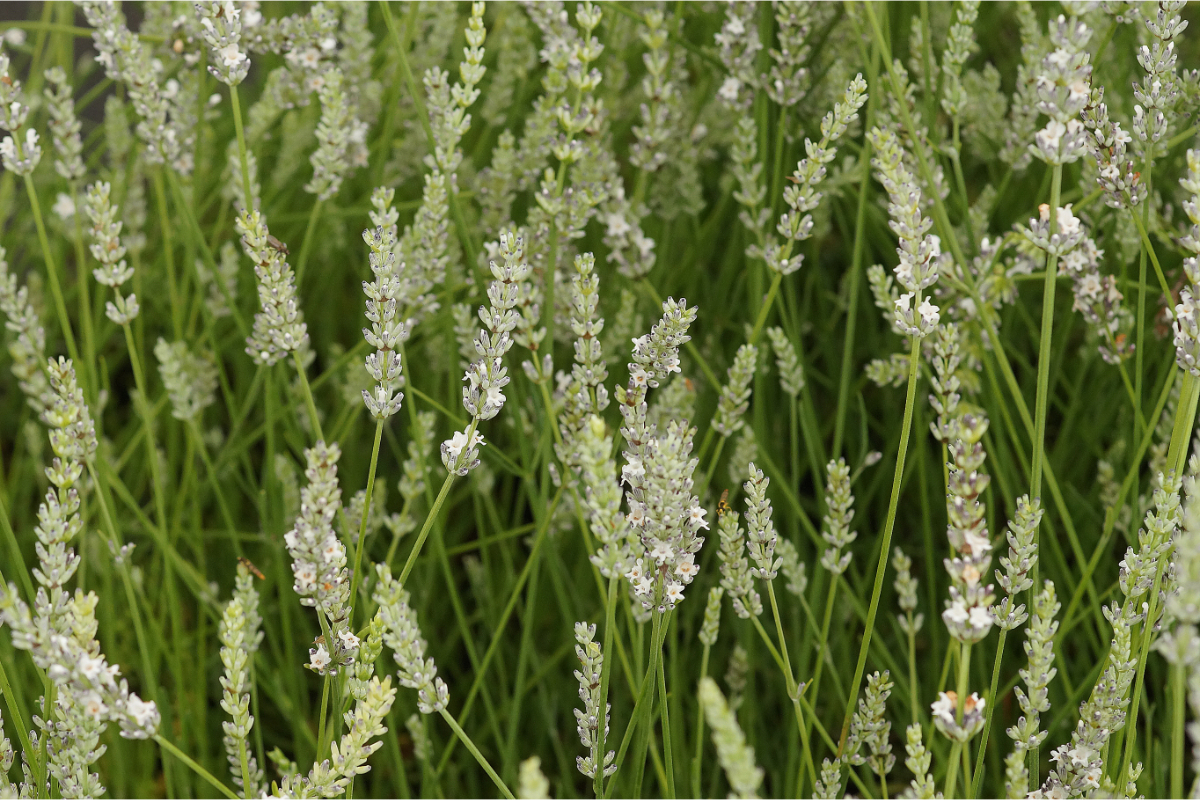 Lavandula x intermedia 'Edelweiß' - Provence-Lavendel