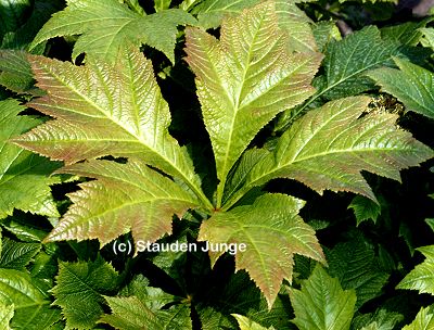 Rodgersia podophylla 'Rotlaub' - Schaublatt