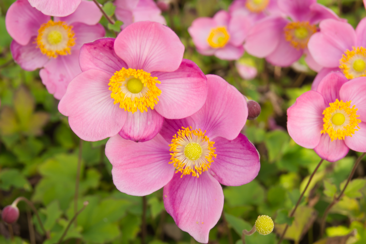 Anemone hupehensis 'Praecox'