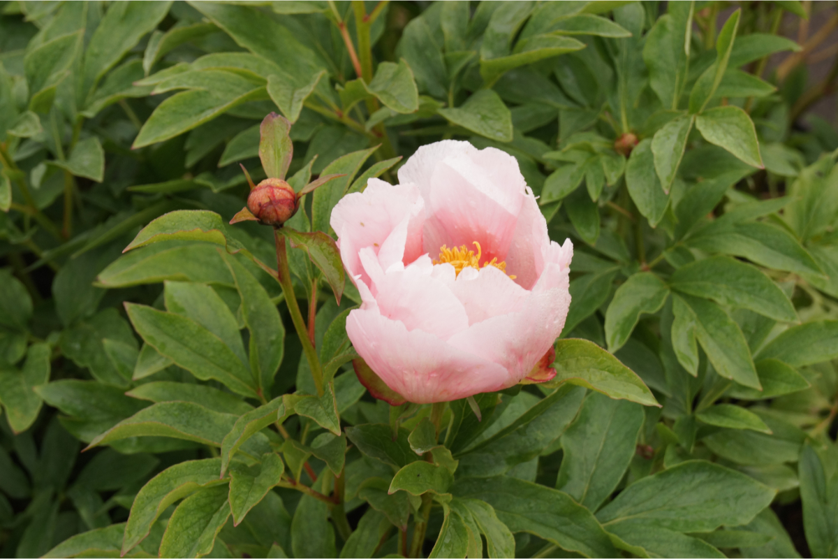 Paeonia Lactiflora-Hybr. 'Soft Salmon Saucer' - Edelpfingstrose