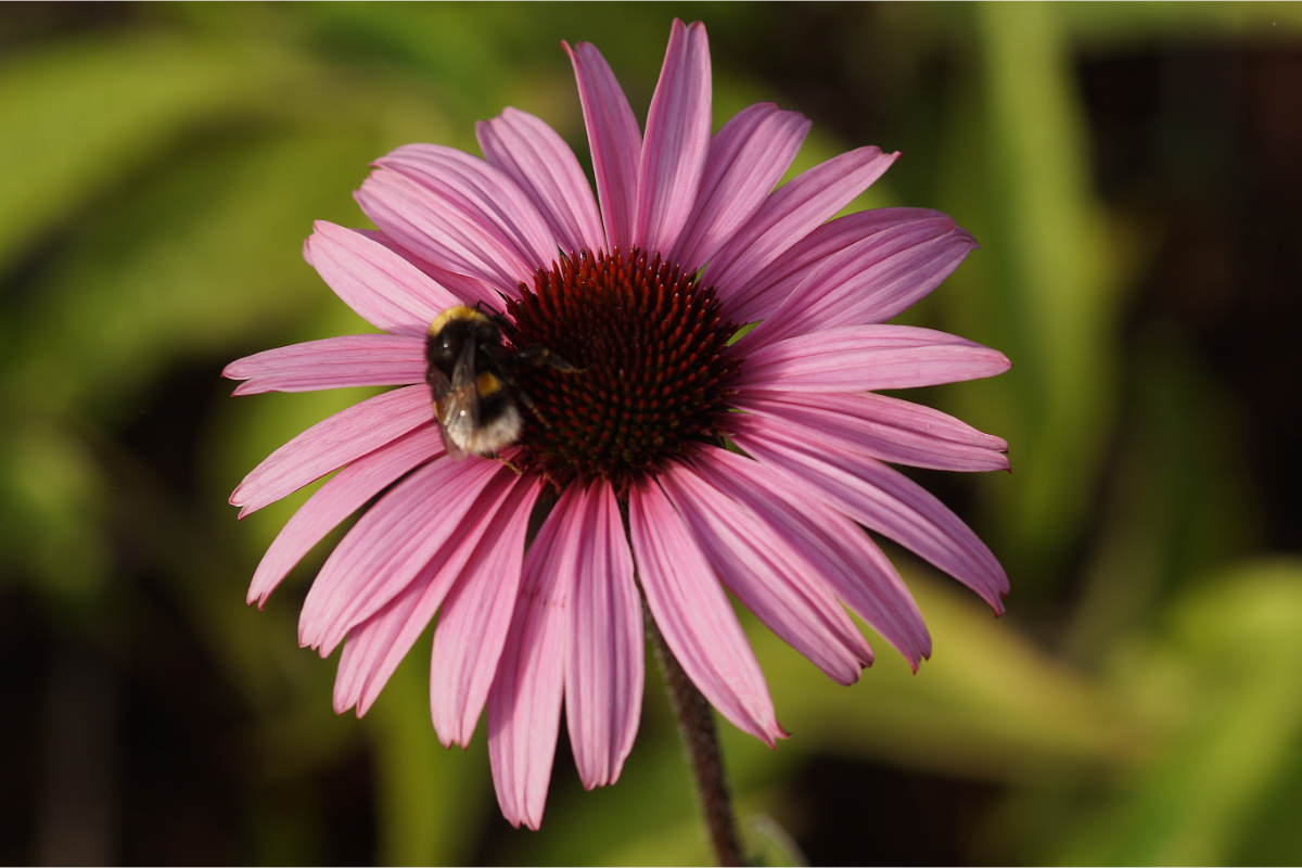 Echinacea purpurea 'Augustkönigin'